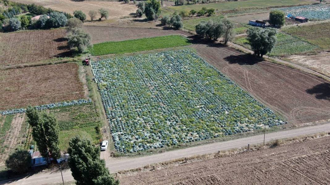 Ata tohumu bereketi: Devasa boyutlarda, 40 kilogram ağırlığında! Üretici bile şaşkınlığını gizleyemedi 8